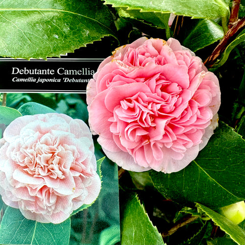 Debutante Camellia