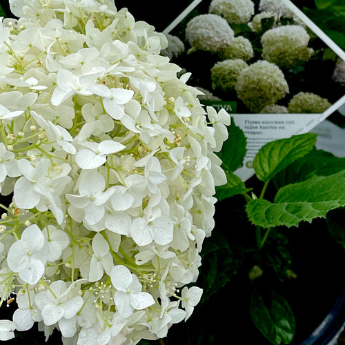 Incrediball® Arborescens Hydrangea