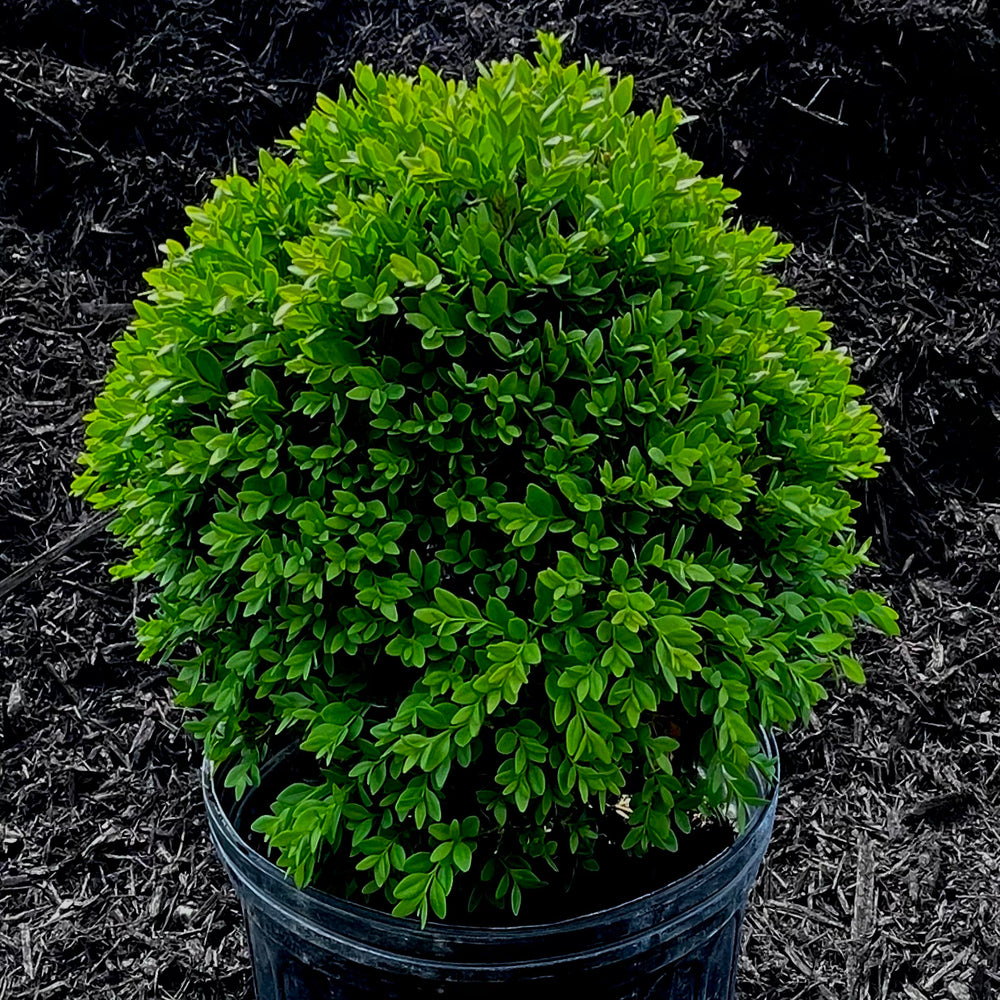 Green Velvet Boxwood