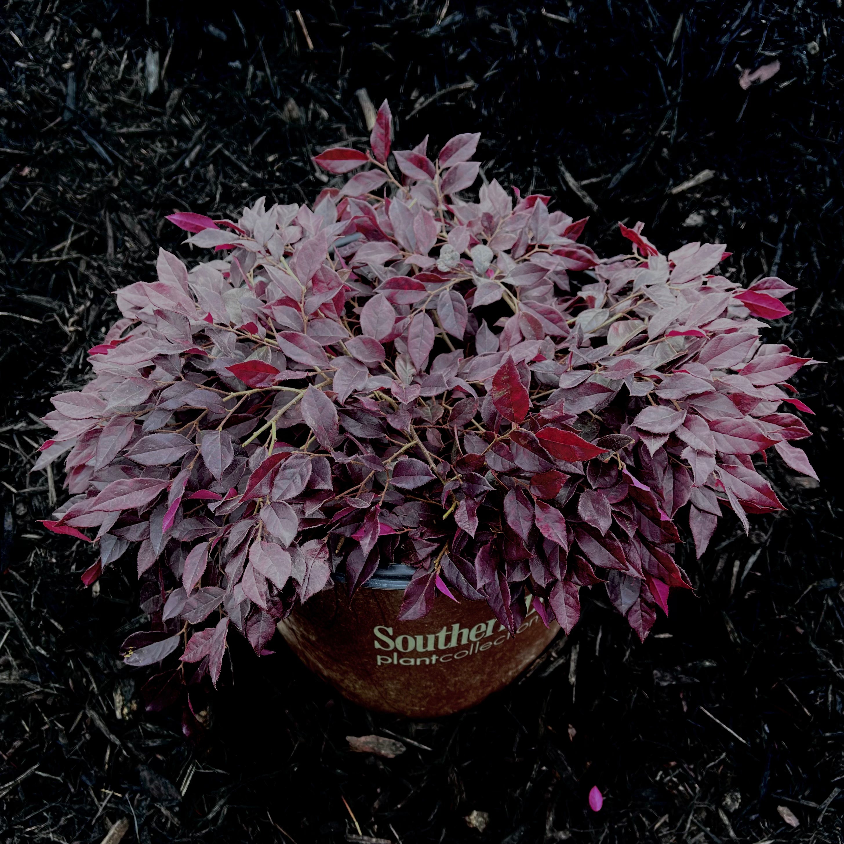 Purple Daydream® Dwarf Loropetalum