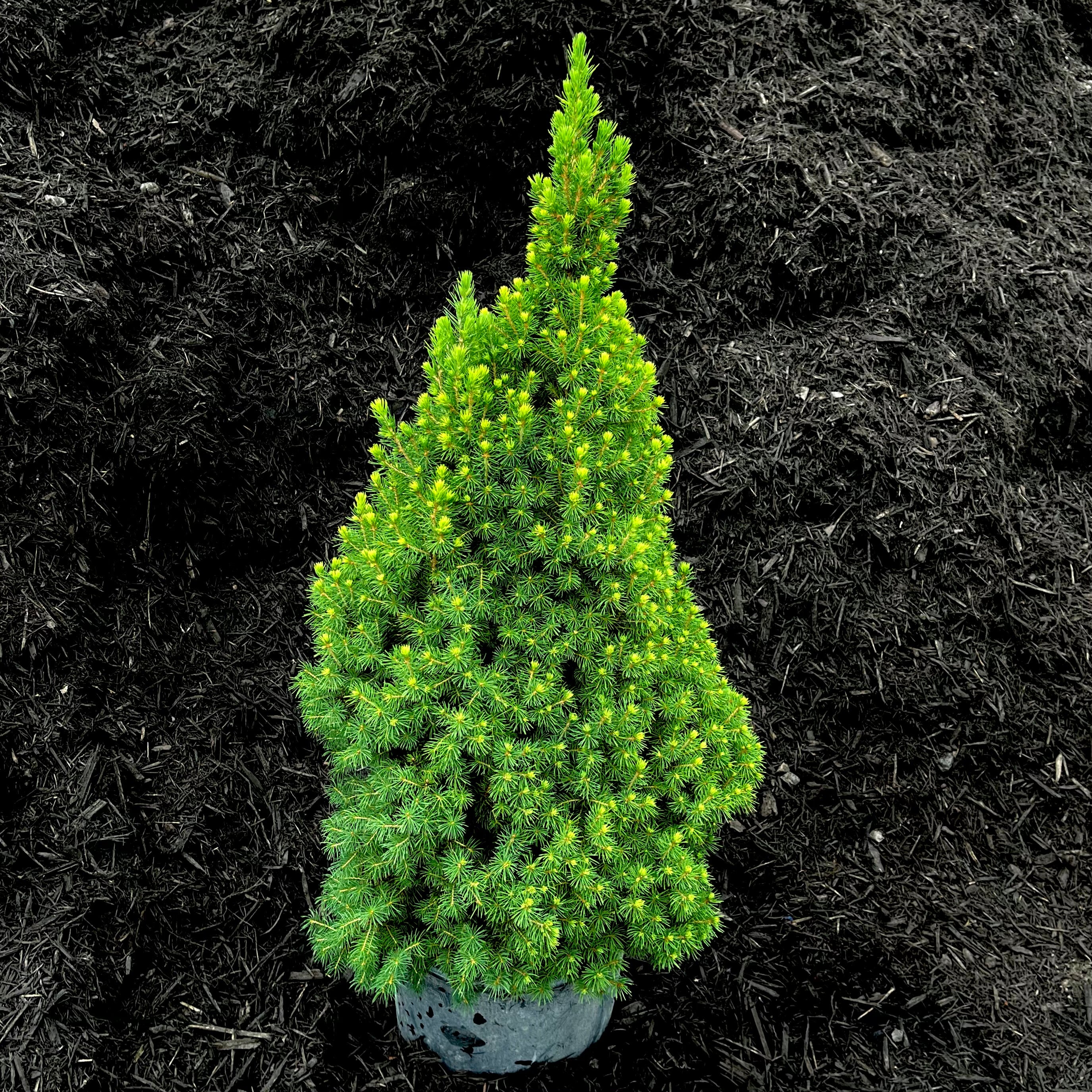 Dwarf Alberta Spruce