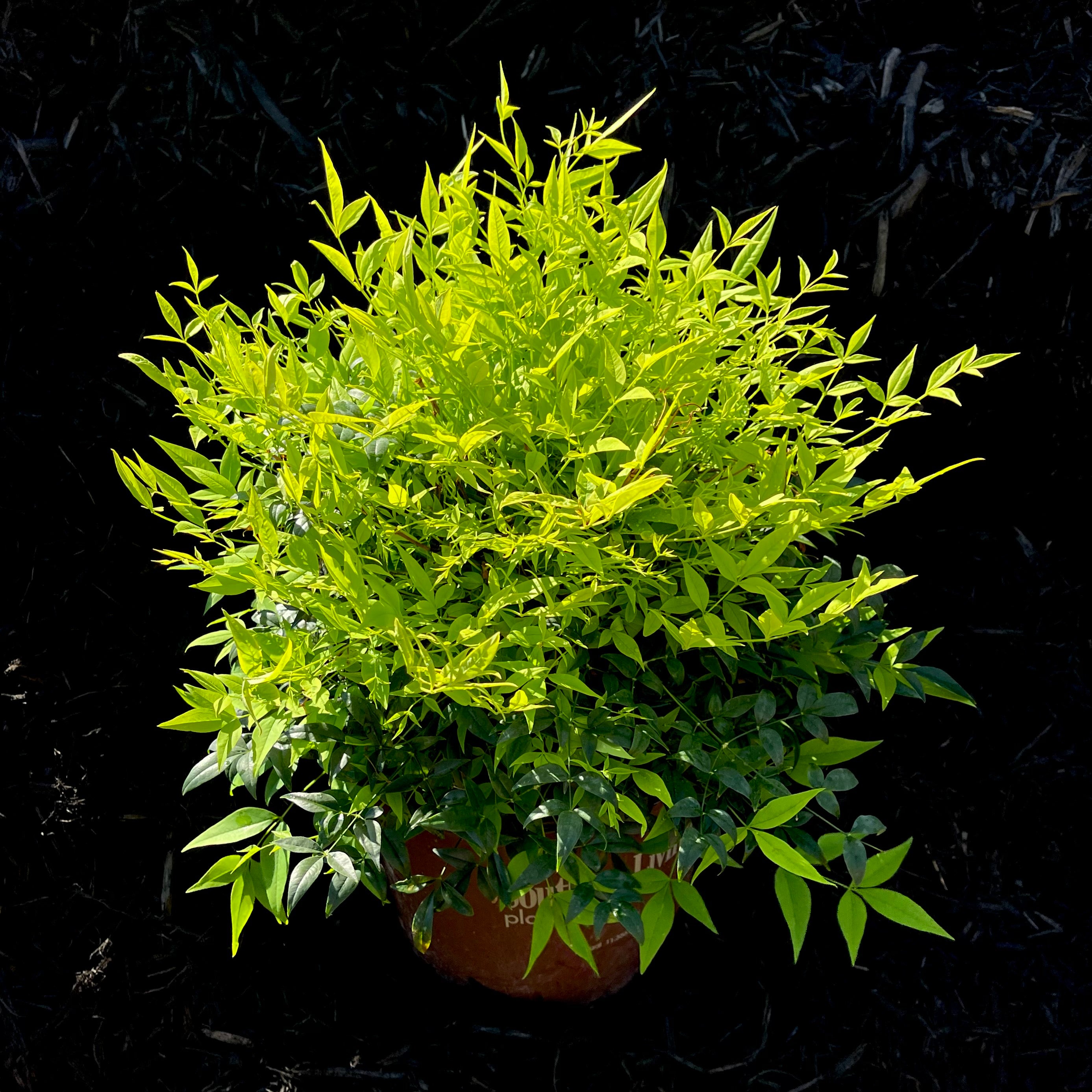 Lemon Lime Nandina