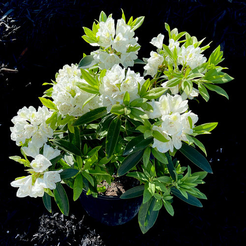 Chionoides Rhododendron