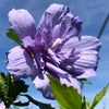 Blue Chiffon® Hibiscus 'Rose of Sharon'
