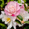 October Magic® Orchid™ Camellia
