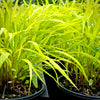 All Gold Japanese Forest Grass