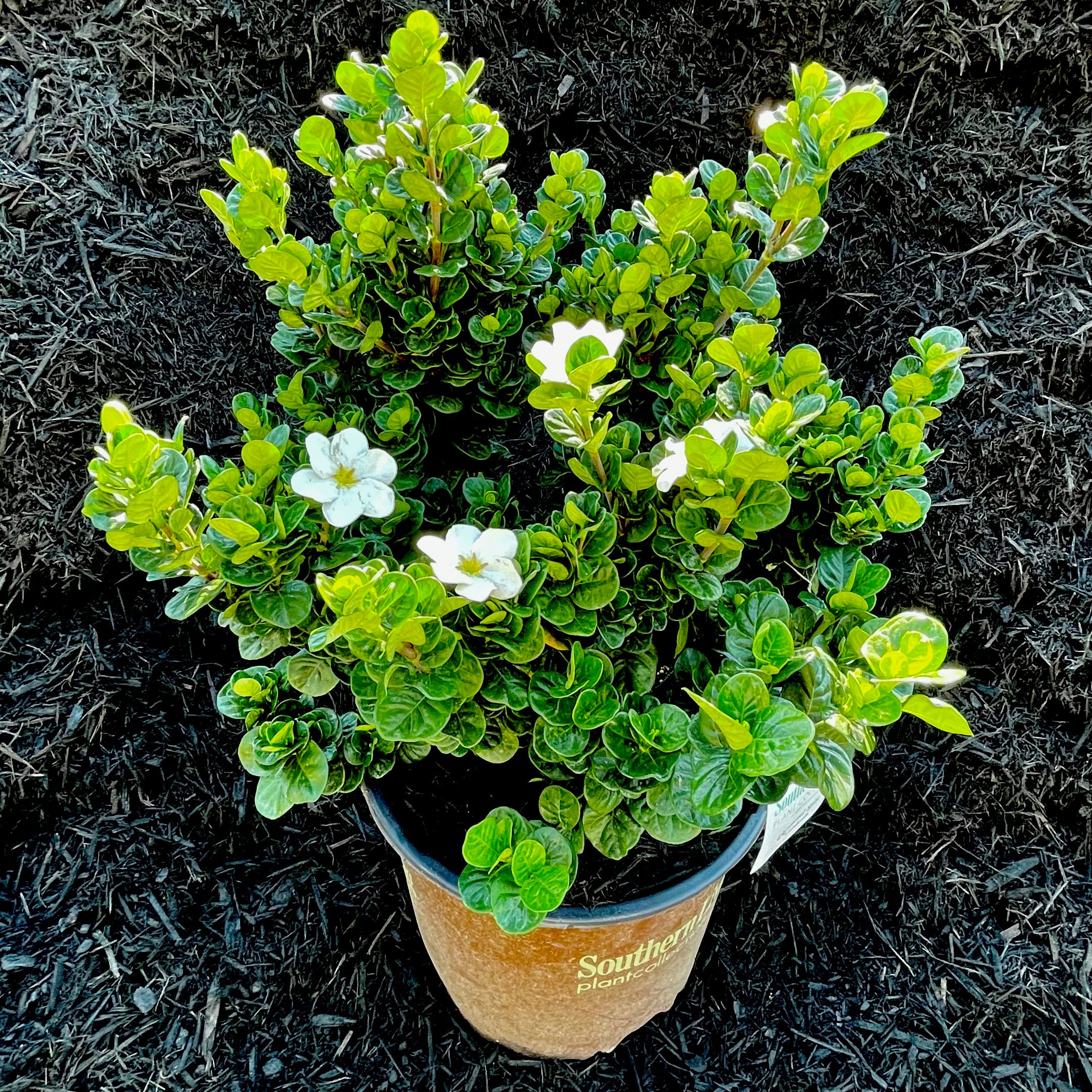 Diamond Spire Gardenia