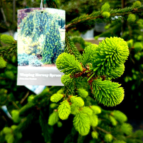 Weeping Norway Spruce