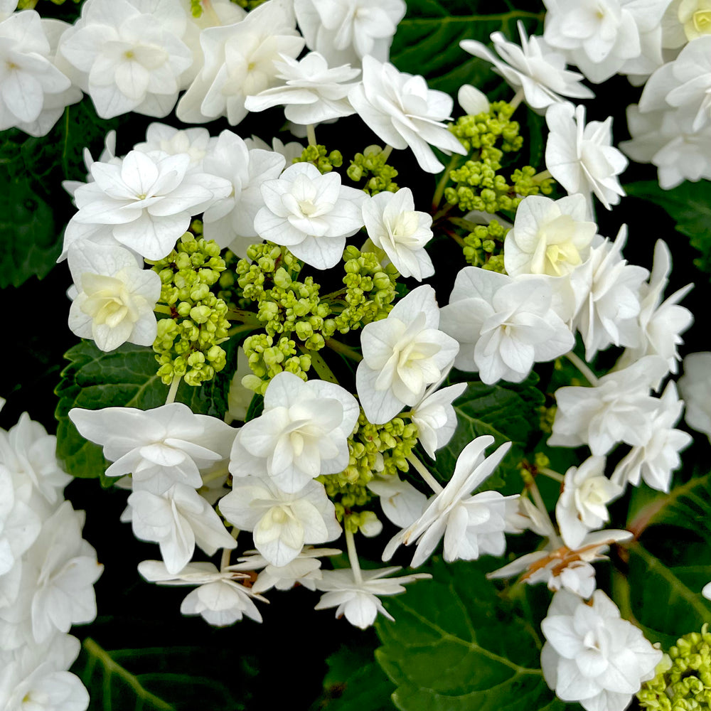 Double Delights™ Wedding Gown Hydrangea