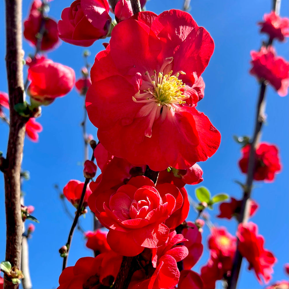 Double Take™ Scarlet Storm Quince - 7 Gallon