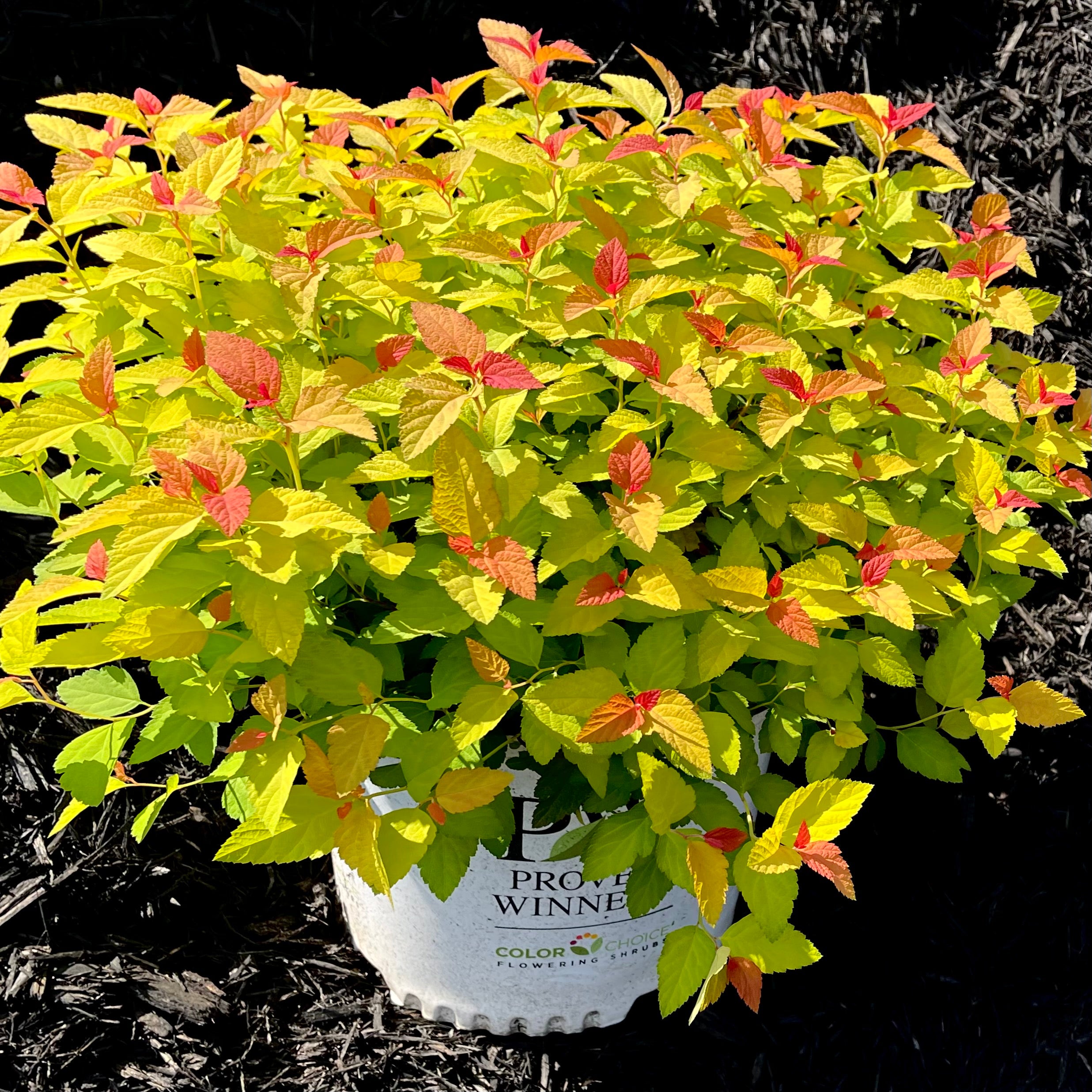 Double Play® Candy Corn® Spirea