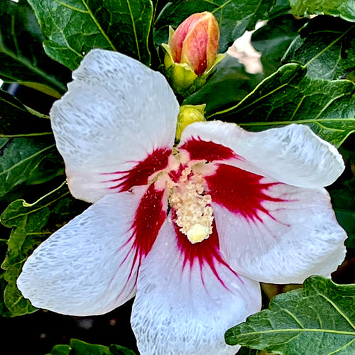 Lil' Kim® Hibiscus 'Rose of Sharon'