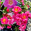 Oso Easy Double Pink® Rose