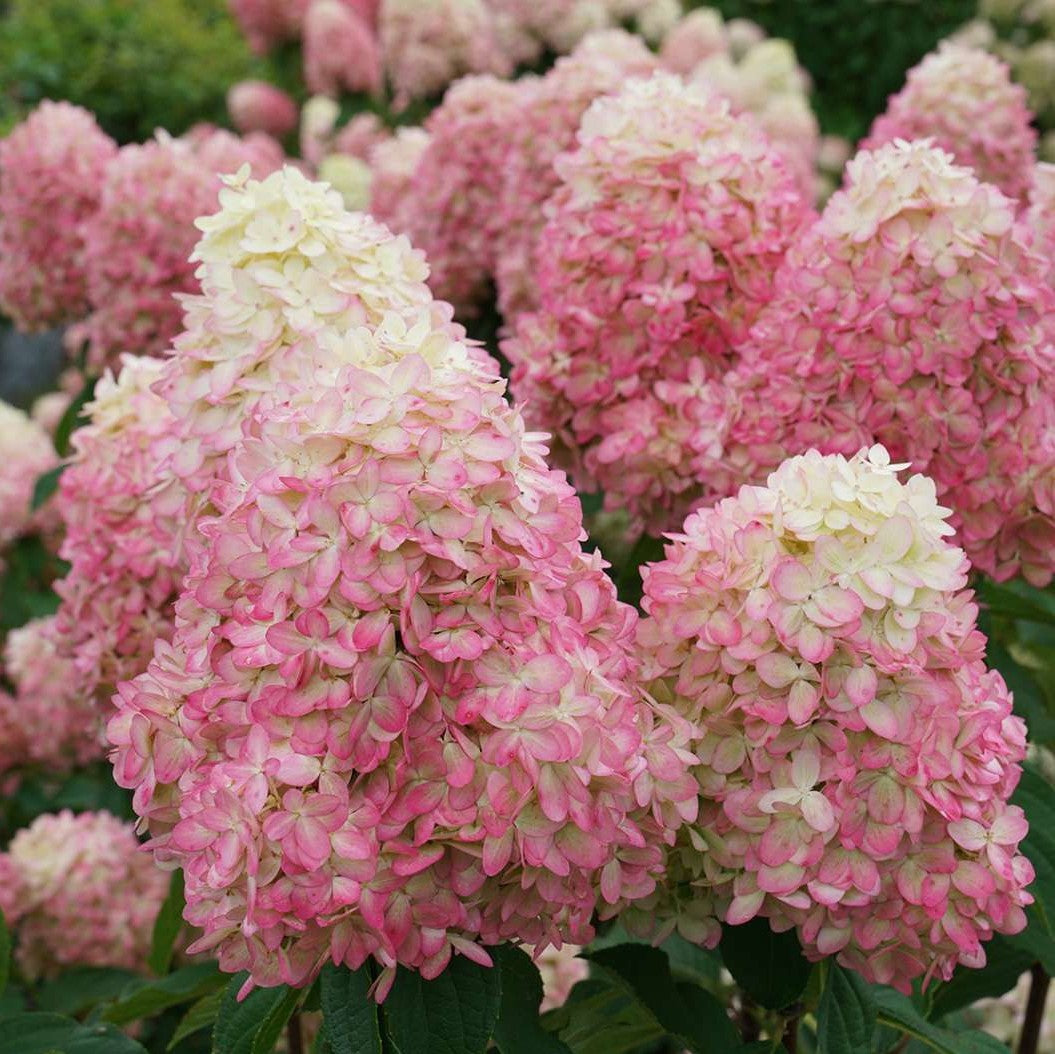 Limelight Prime Hydrangea