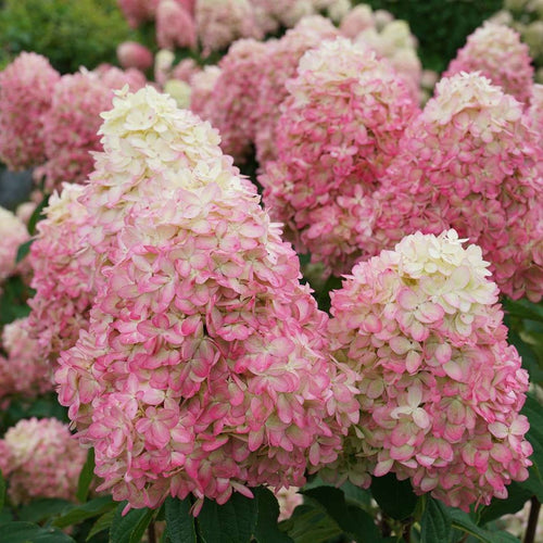 Limelight Prime Hydrangea
