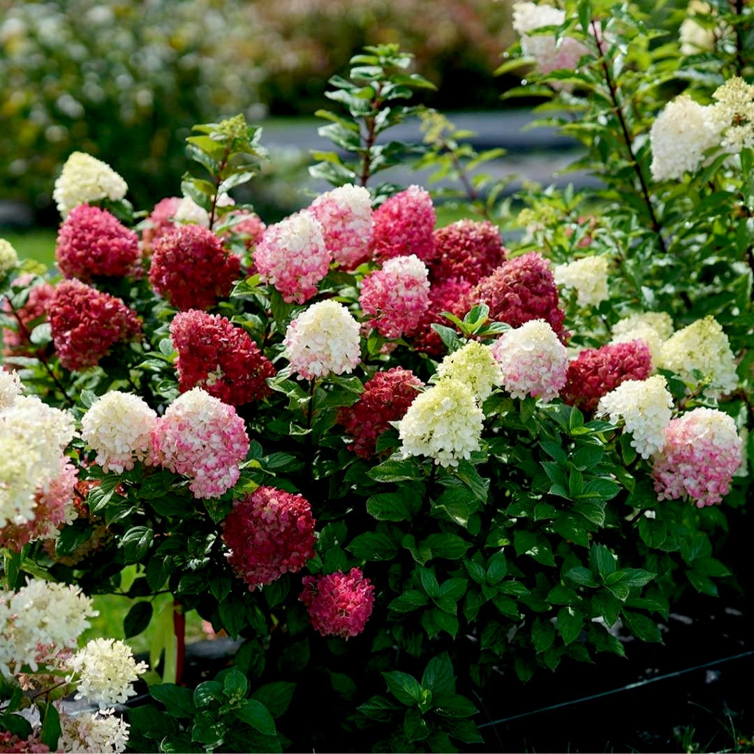 Little Lime Punch Hydrangea