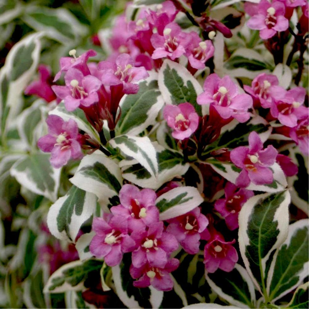 My Monet® Sunset Weigela