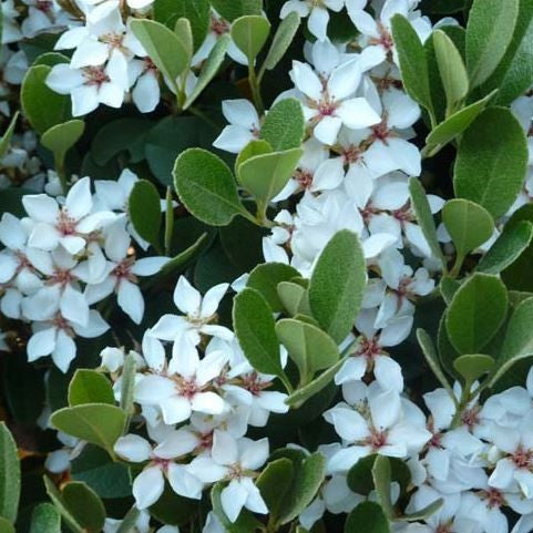 Indian Hawthorne, Oriental Pearl