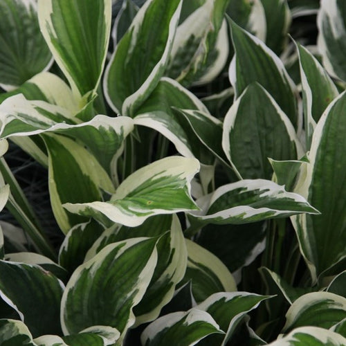 Patriot Hosta