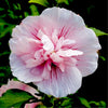 Pink Chiffon® Hibiscus 'Rose of Sharon'