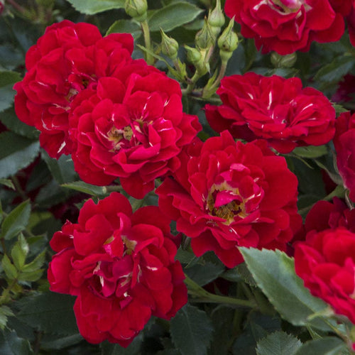 Red Drift® Rose