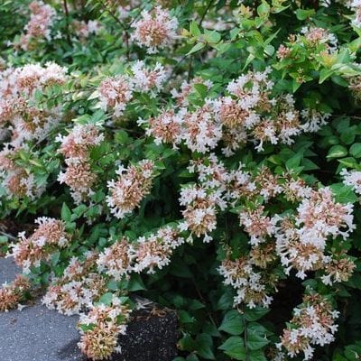 Rose Creek Abelia