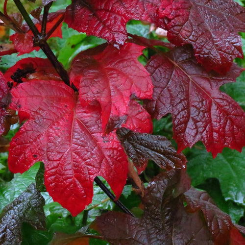 Ruby Slippers Hydrangea