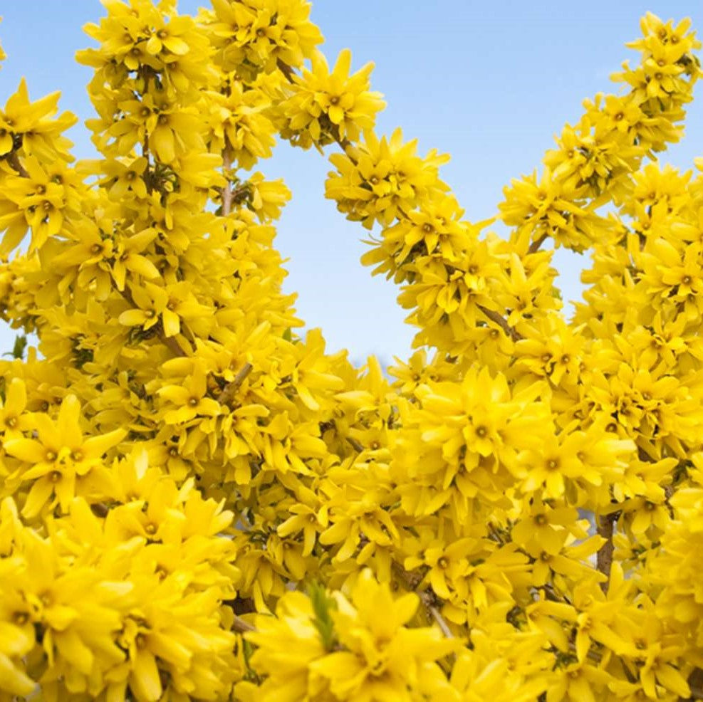 Show Off® Forsythia - 3 Gallon