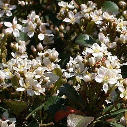 Snowcap® Indian Hawthorne