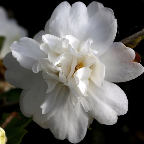Snow Flurry Camellia