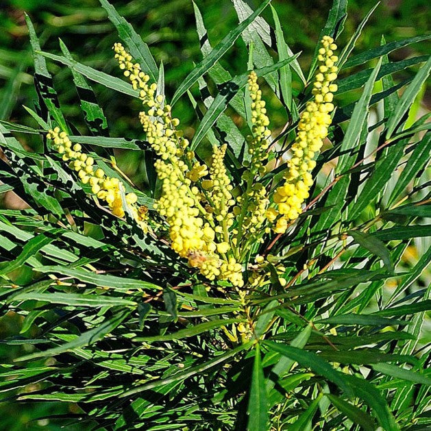 Soft Caress Mahonia