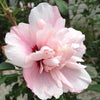 Strawberry Smoothie™ Hibiscus 'Rose of Sharon'