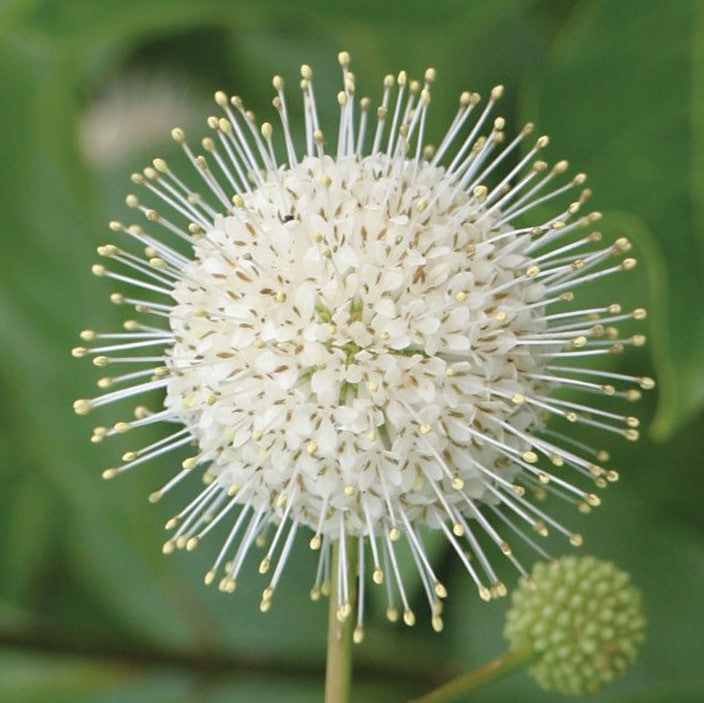 Sugar Shack® Buttonbush