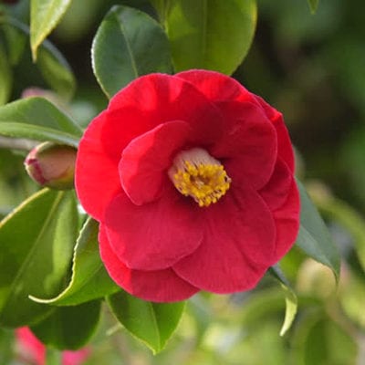 Christmas Beauty Camellia