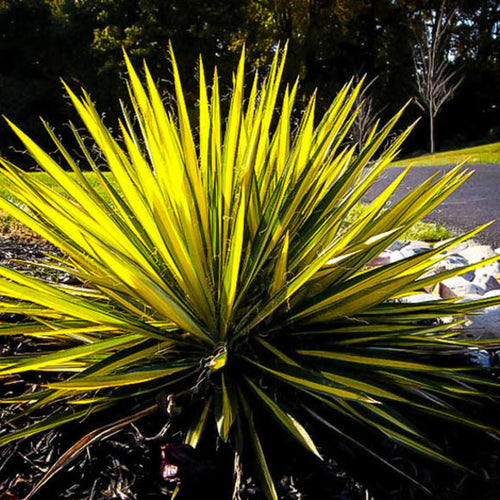 Color Guard Yucca