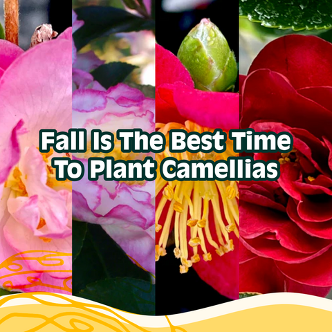 Fall is the Best Time to Plant Camellias