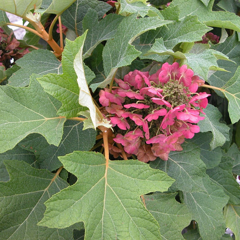 Friday Feature Plant: Munchkin Hydrangea