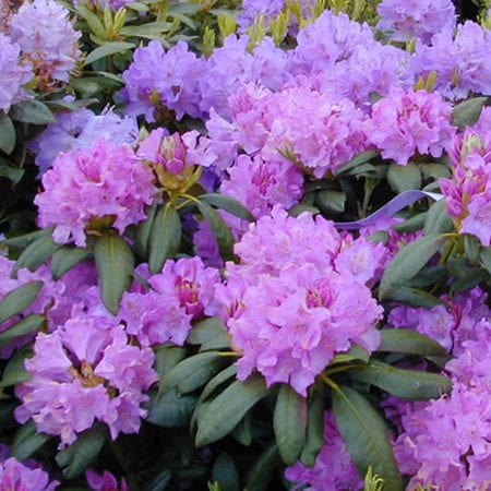 Friday Feature Plant: Boursault Rhododendron