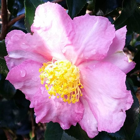 Friday Feature Plant: Long Island Pink Camellia