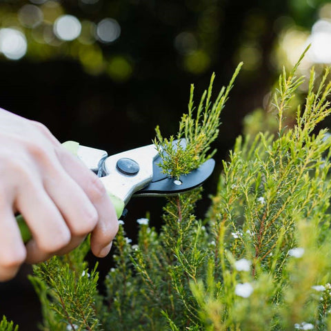 A bit about trimming your shrubs and trees...