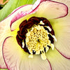 Winter Jewels® Picotee Pearl Lenten Rose