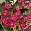 Show Time Mountain Laurel