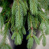 Weeping White Spruce