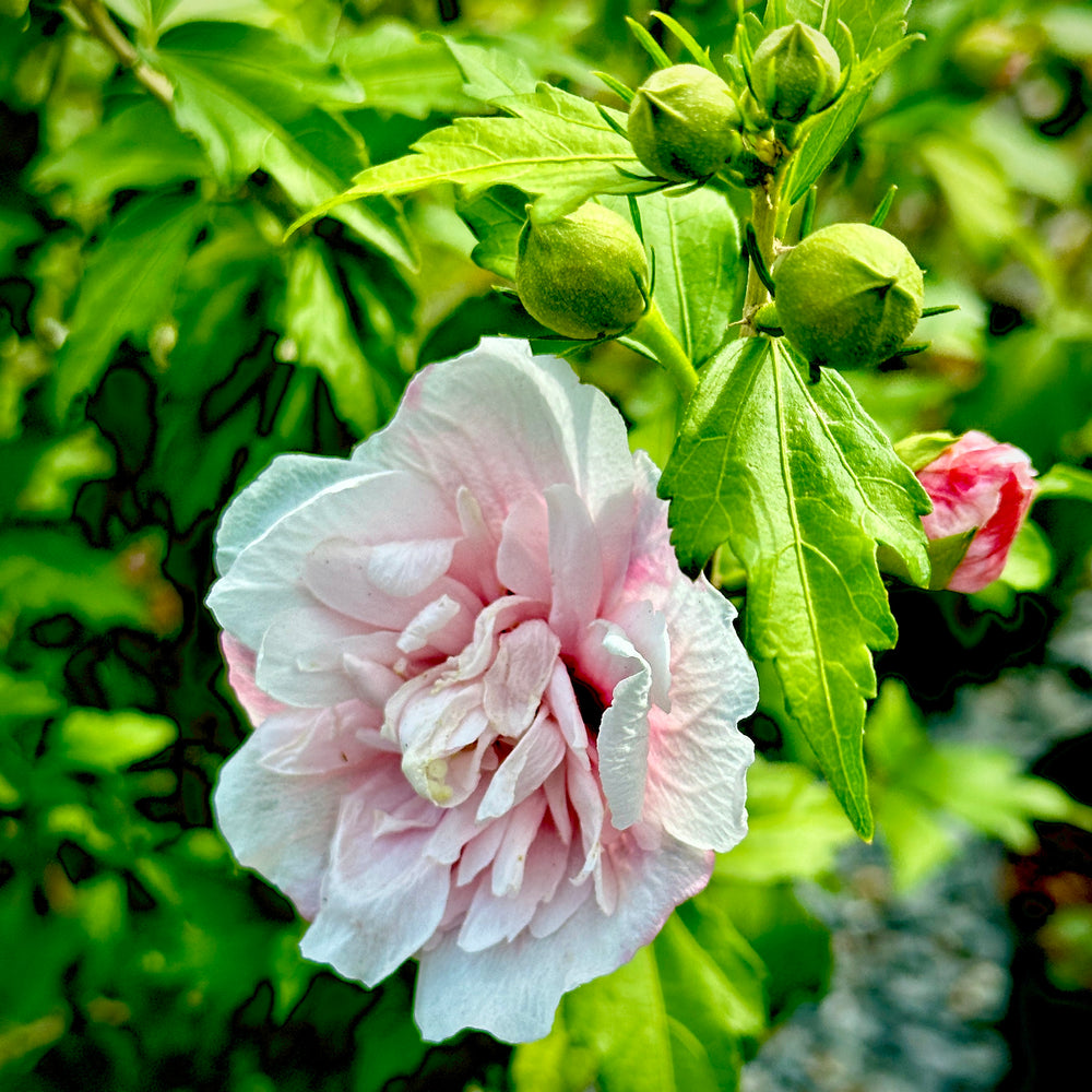 Strawberry Smoothie™ Hibiscus Rose Of Sharon 3 Gallon Container Lots Of Plants 7291