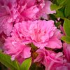 Autumn Carnation® Encore Azalea