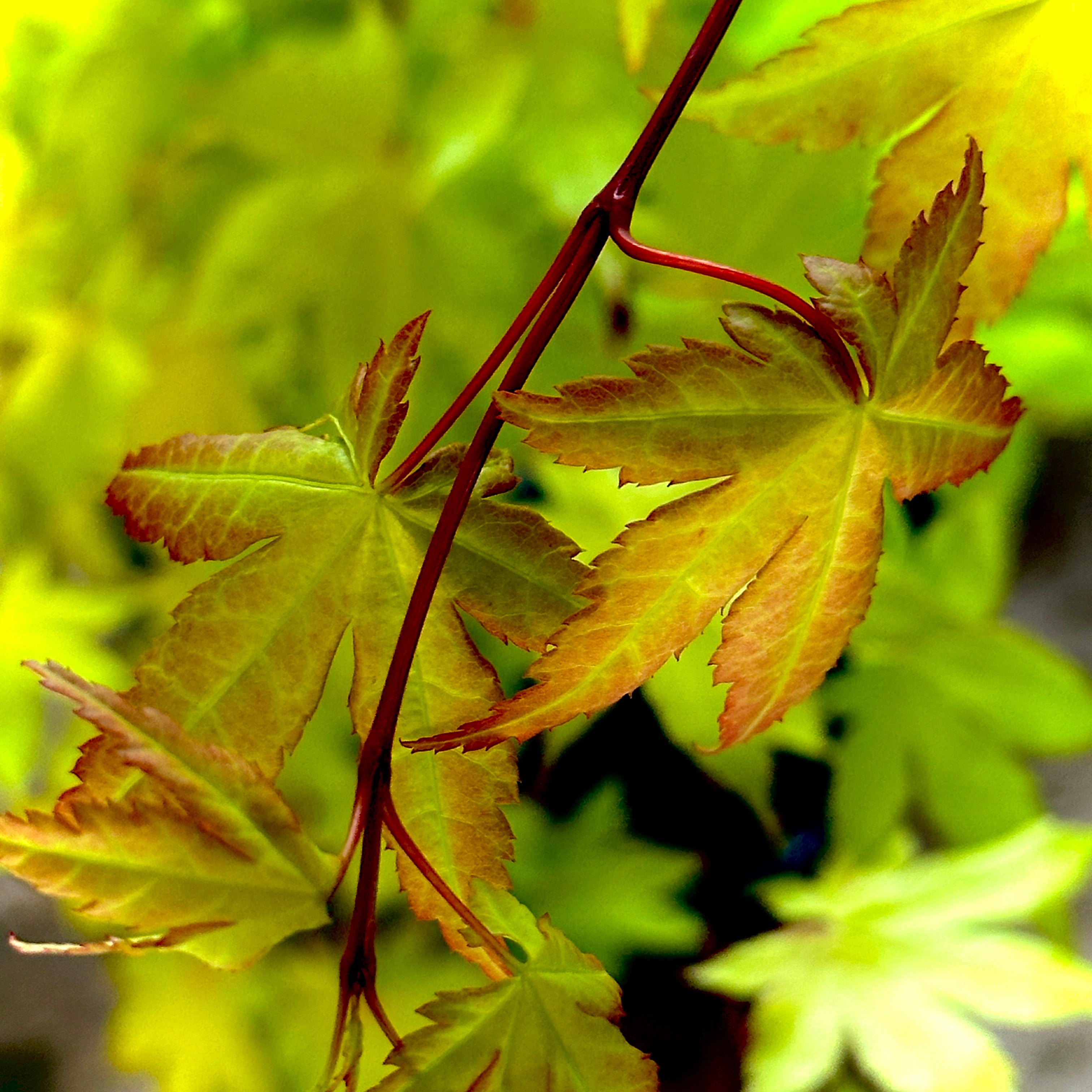 Summer Gold Japanese Maple 2-4ft