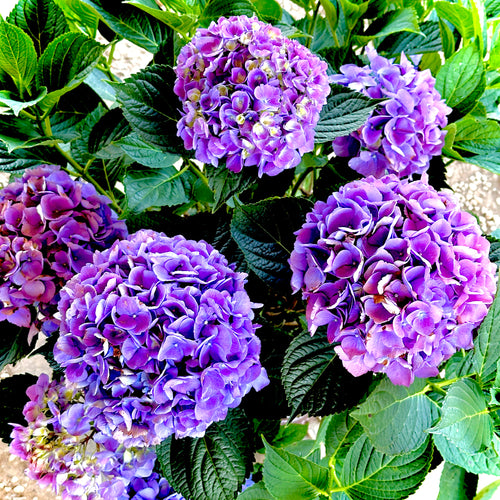 La Dreamin Hydrangea- 3 Gallon