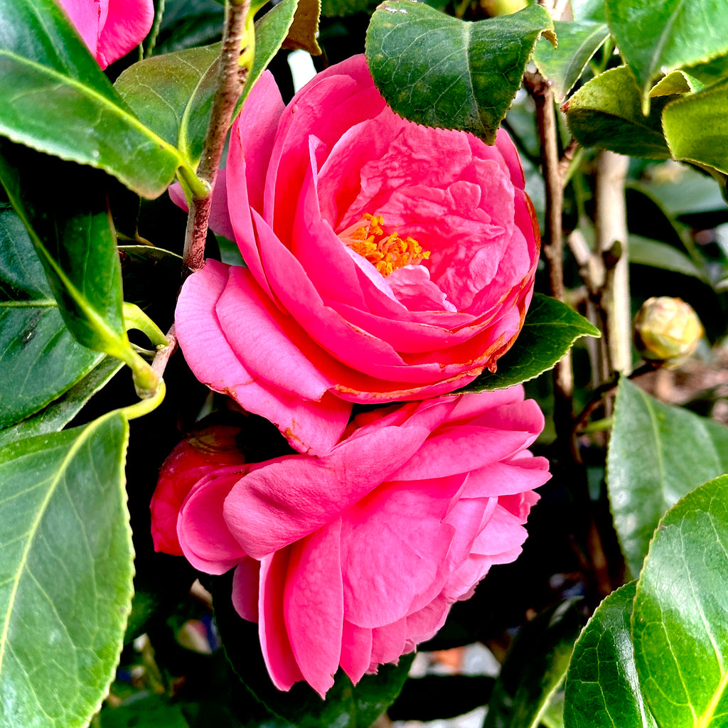 April Remembered Camellia - 3 gallon container – Lots of Plants