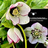 Winter Jewels® Picotee Pearl Lenten Rose