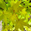 Summer Gold Japanese Maple 2-4ft